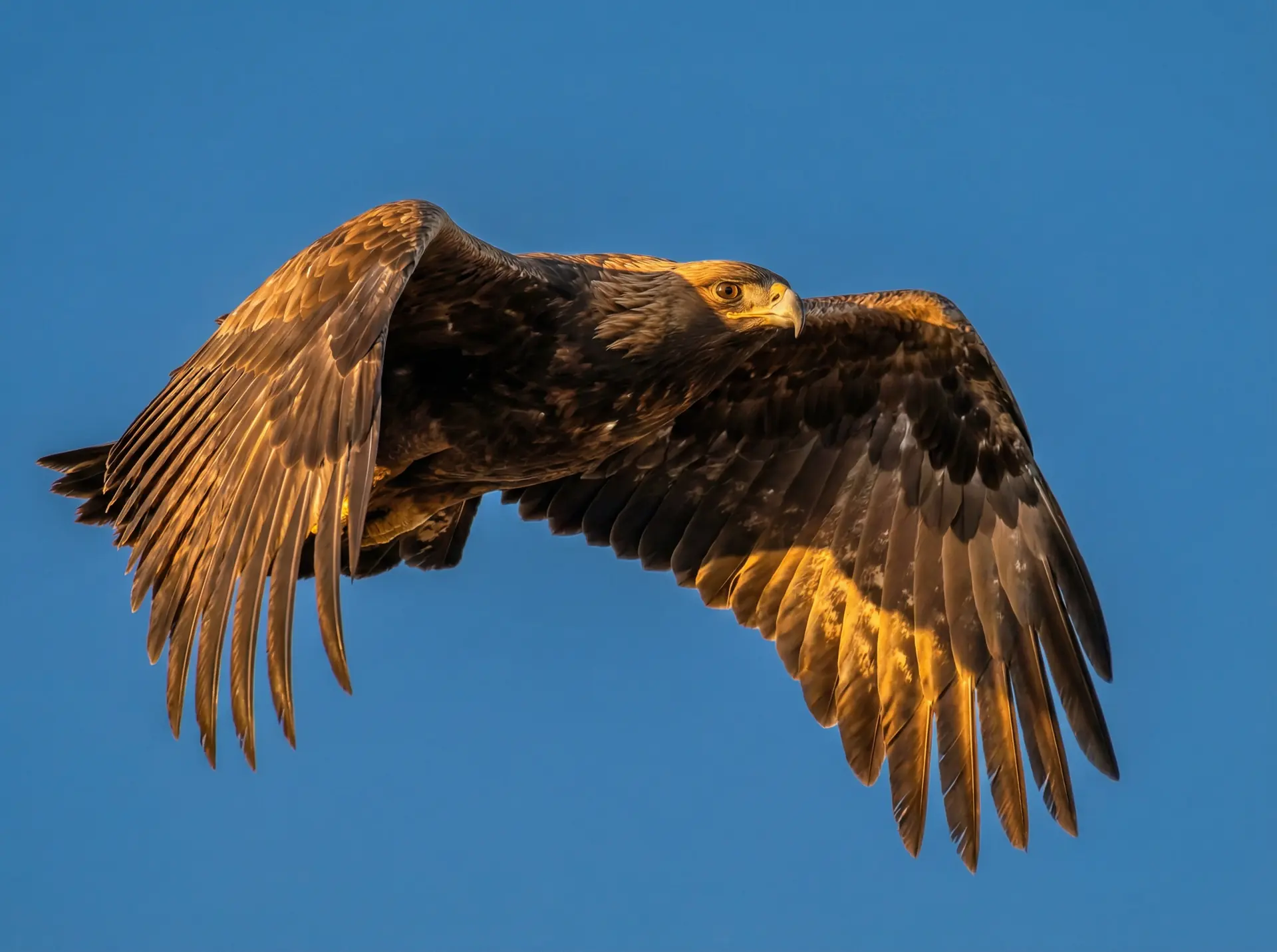 免费观看180分钟高清电视剧 精选 - 飞翔中的金雕野生动物摄影
